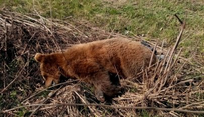 Medvét gázoltak el Mikóújfalu közelében