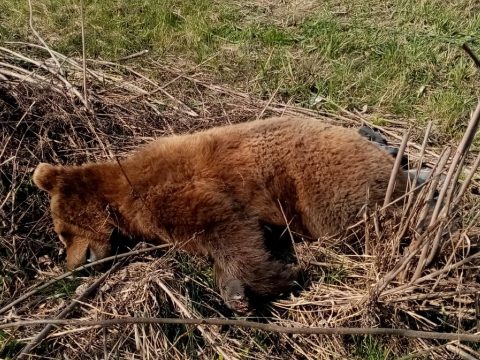 Medvét gázoltak el Mikóújfalu közelében