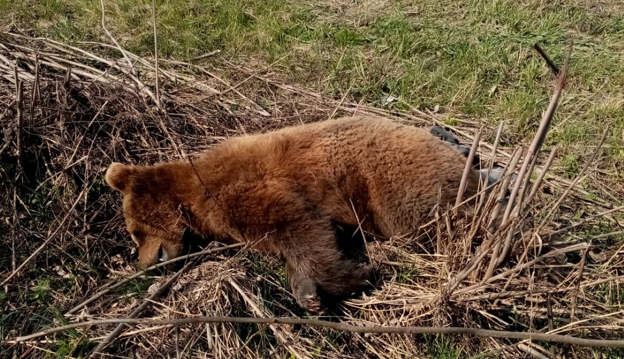 Medvét gázoltak el Mikóújfalu közelében