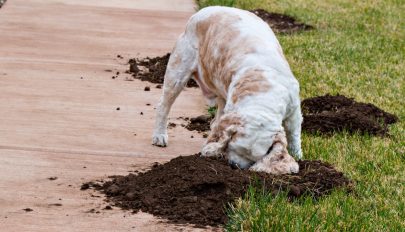 Miért ássa fel a kutya a tavaszi kertet?
