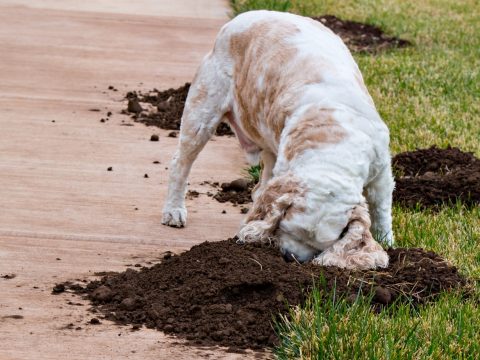 Miért ássa fel a kutya a tavaszi kertet?