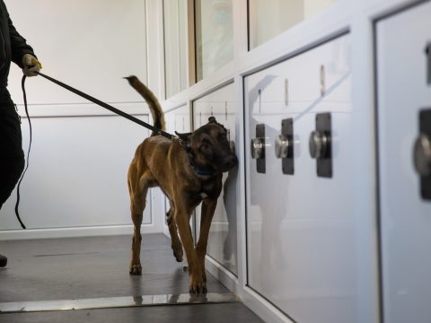 Rendőrkutyák fogják azonosítani a koronavírus-fertőzötteket a nagyszebeni repülőtéren