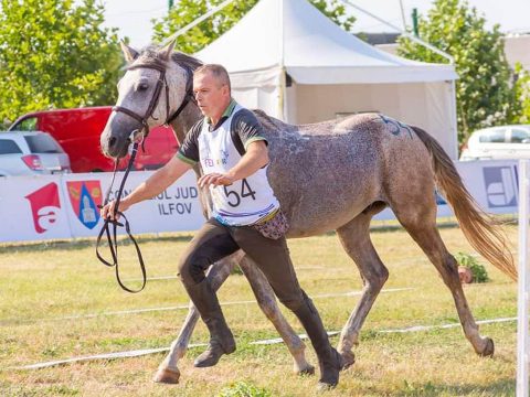 Lovas szakosztályt indít a Sport-All