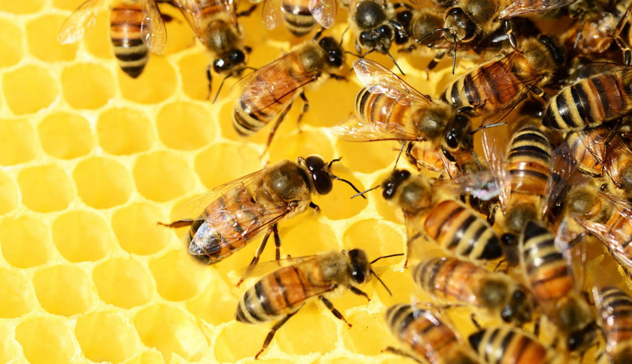 De minimis támogatásban részesülhetnek a méhészek