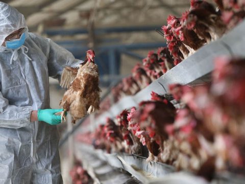 Hollandiában csaknem 190 ezer baromfit ölnek le madárinfluenza miatt