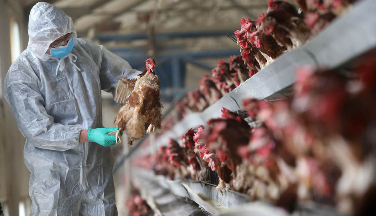 Hollandiában csaknem 190 ezer baromfit ölnek le madárinfluenza miatt