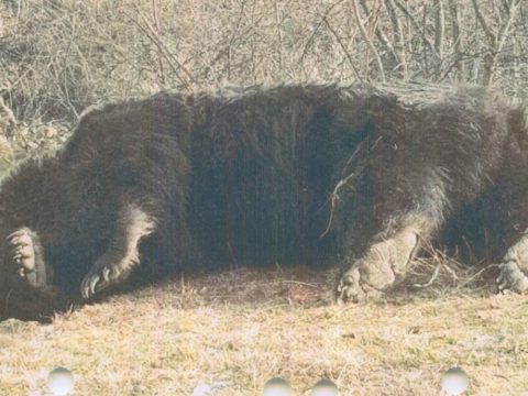 Az ügyészség is vizsgálja az Ozsdola közelében kilőtt medve ügyét
