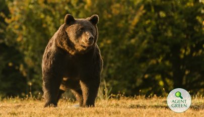 Egy osztrák herceg lőtte ki Románia legnagyobb medvéjét Ozsdolán