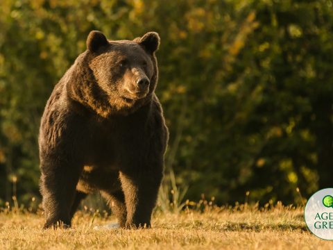 Egy osztrák herceg lőtte ki Románia legnagyobb medvéjét Ozsdolán