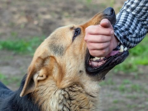 Kóbor kutya mart halálra egy gyereket Konstanca megyében
