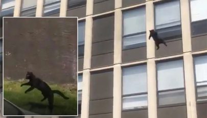 Öt emeletnyi magasból ugrott ki egy lakástűzből menekülő macska