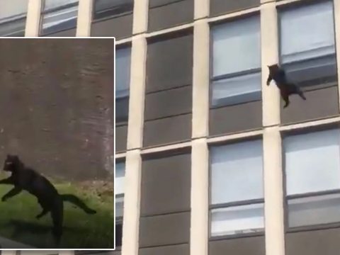 Öt emeletnyi magasból ugrott ki egy lakástűzből menekülő macska