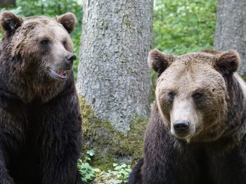 Csendőrök bírságoltak meg egy medvéket etető turistát a Transzfogarason
