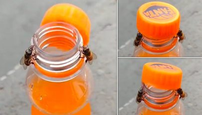 Videón, ahogy két méhecske profi csapatmunkával kinyit egy üdítős üveget