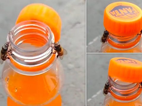 Videón, ahogy két méhecske profi csapatmunkával kinyit egy üdítős üveget