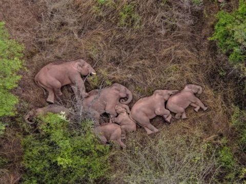 Megpihent és elszundított a kínai elefántcsorda