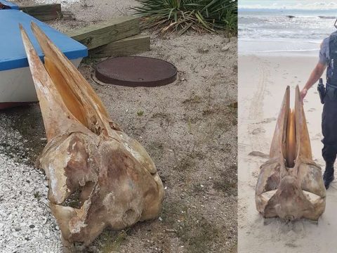 Óriási lény koponyája vetődött partra az Egyesült Államokban