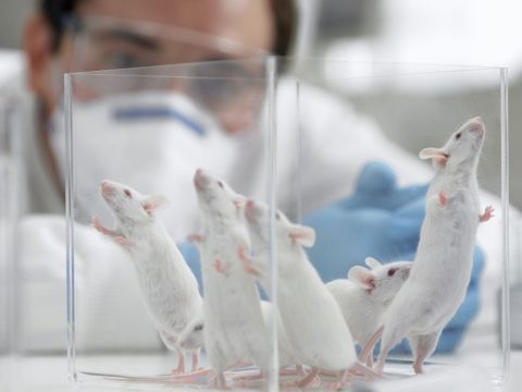 Egészséges egerek születtek kozmikus sugárzásnak kitett spermából