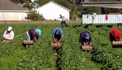 Embertelen körülmények között dolgoztattak romániai vendégmunkásokat egy hollandiai farmon