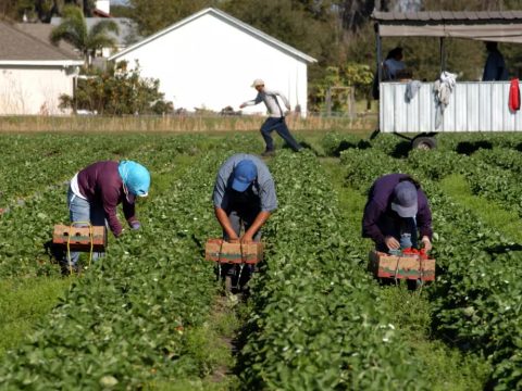 Embertelen körülmények között dolgoztattak romániai vendégmunkásokat egy hollandiai farmon