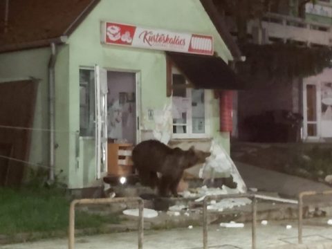 Boltba és panzióba törtek be a medvék Tusnádfürdőn