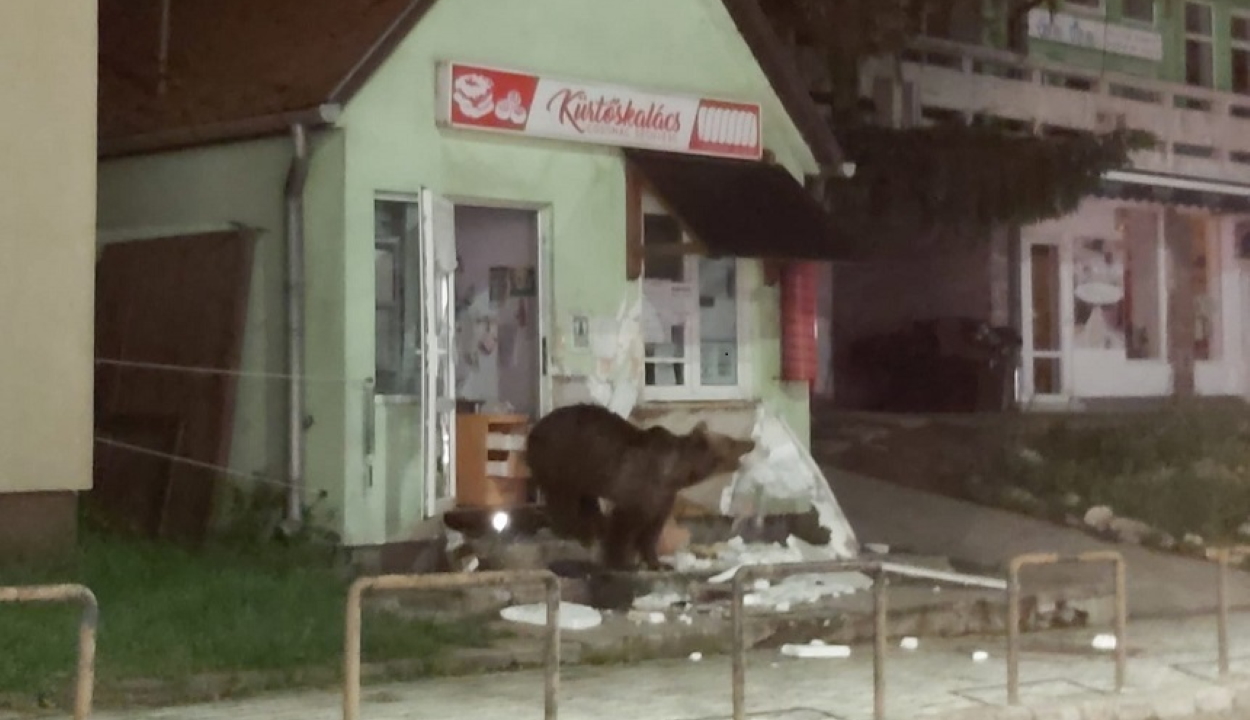 Boltba és panzióba törtek be a medvék Tusnádfürdőn