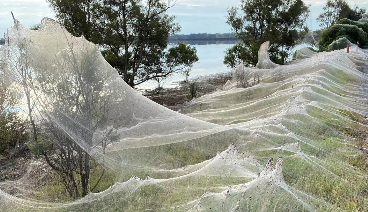 Pókok terrorizálnak egy ausztrál kisvárost