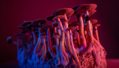 Jobb megoldás lehet a varázsgomba, mint az antidepresszánsok