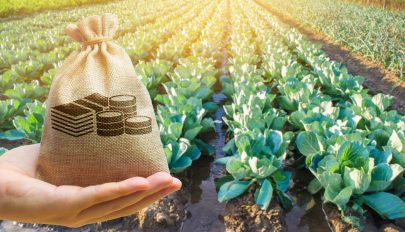 230 millió eurónyi mezőgazdasági támogatásra pályázhatnak a romániai gazdák