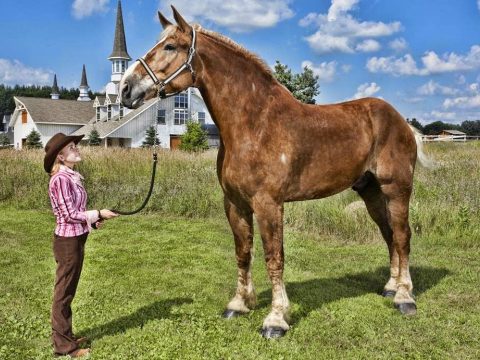 Elpusztult Big Jake, a világ legmagasabb lova