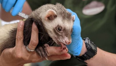 Egy kaliforniai állatkertben már az állatokat is oltják koronavírus ellen