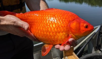 Hatalmasra nőtt aranyhalak pusztítják a minnesotai tavak élővilágát