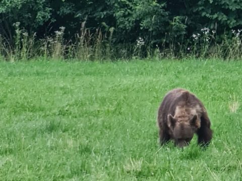 Medvével találkozott Tánczos Barna Sepsibükszádon