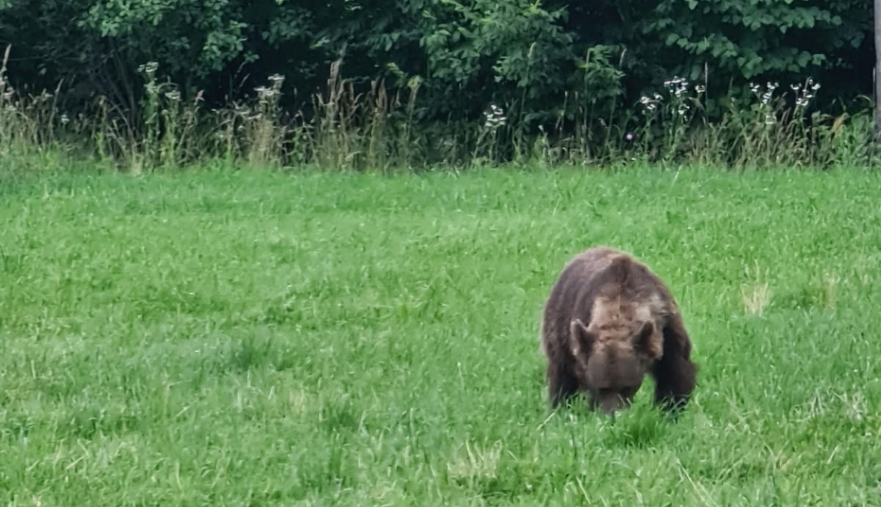 Medvével találkozott Tánczos Barna Sepsibükszádon