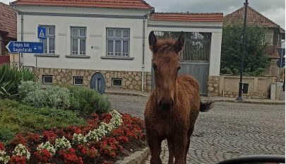 Városlátogató kóbor lovak