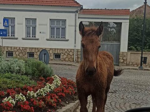 Városlátogató kóbor lovak