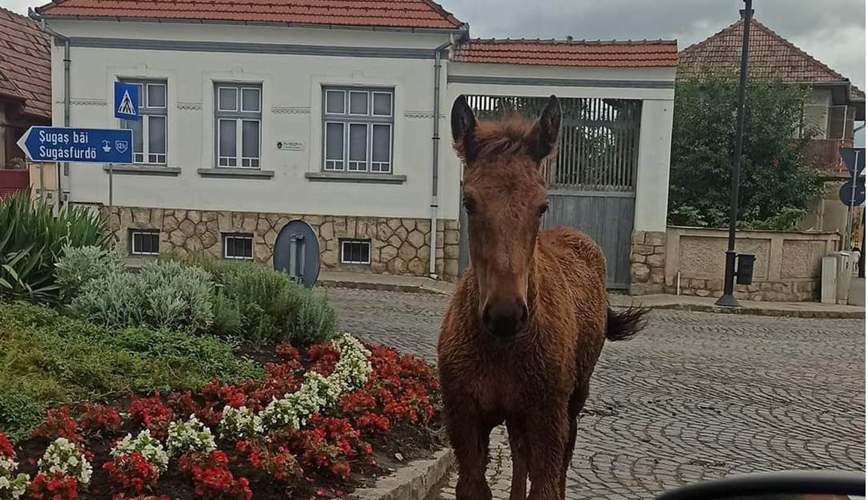 Városlátogató kóbor lovak