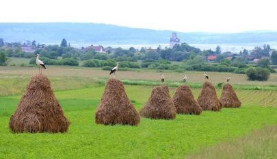 Lassan kiürülnek a gólyafészkek