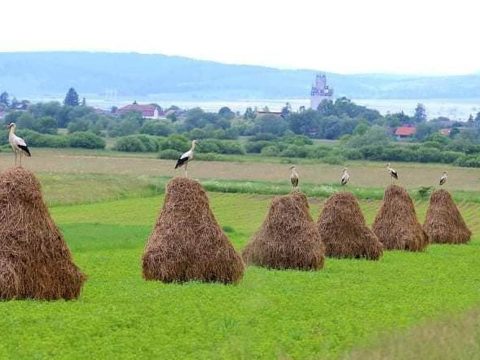 Lassan kiürülnek a gólyafészkek