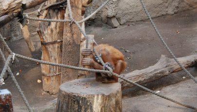 Az orangutánok saját maguktól jönnek rá, hogyan kell „kalapáccsal” feltörni a dióféléket