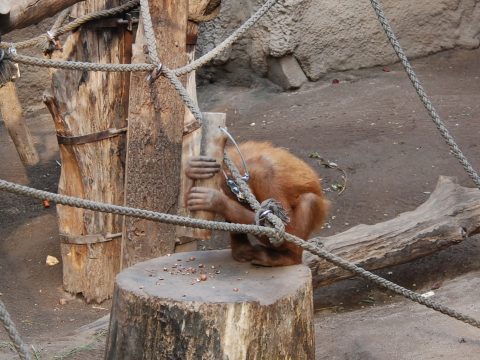 Az orangutánok saját maguktól jönnek rá, hogyan kell „kalapáccsal” feltörni a dióféléket