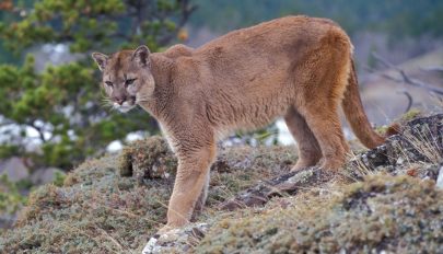 Egy puma karmai közül mentette meg kisfiát egy anya Kaliforniában