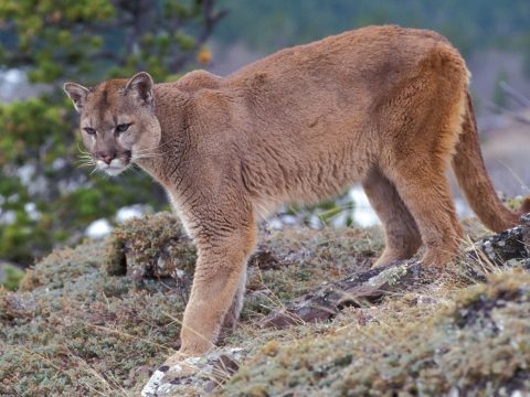 Egy puma karmai közül mentette meg kisfiát egy anya Kaliforniában