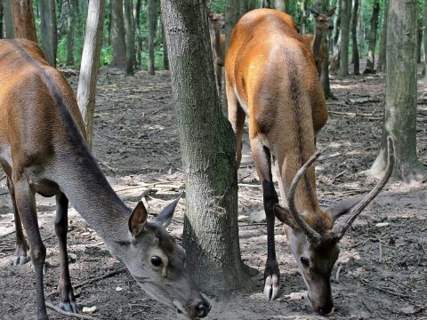 Vadasparkot hoznának létre Sugásfürdőn