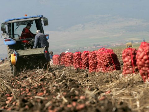 Mezőgazdasági támogatást kapnak a krumpli- és a szőlőtermesztők