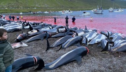 Több mint 1400 delfint mészároltak le a Feröer-szigeteknél