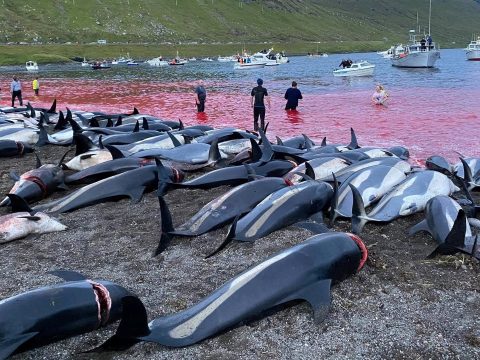 Több mint 1400 delfint mészároltak le a Feröer-szigeteknél