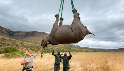 Ignobel-díjat ért a fejjel lefelé lógatott rinocéroszok vizsgálata