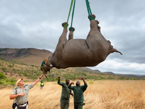 Ignobel-díjat ért a fejjel lefelé lógatott rinocéroszok vizsgálata