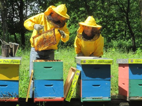 Egyre nagyobb az érdeklődés az egyetlen horvátországi „méhhotel” iránt